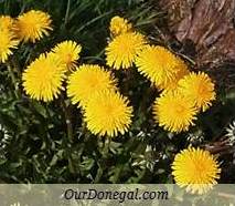 Donegal Spring Wildflowers:  Dandelion  (Gaelige:  Caisearbhán)