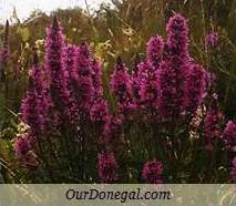 Donegal Summer Wildflowers:  Purple Loosestrife  (Gaelige:  Créachtach)