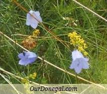 Donegal Autumn Wildflowers:  Harebell  (Gaelige:  Méaracán Gorm)