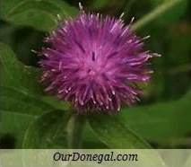 Donegal Autumn Wildflowers:  Knapweed  (Gaelige:  Mínscoth)