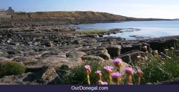 Sea Pinks (Gaelige: Nóiníní Cladaigh) Among The Rocks At Saint Johns Point Donegal