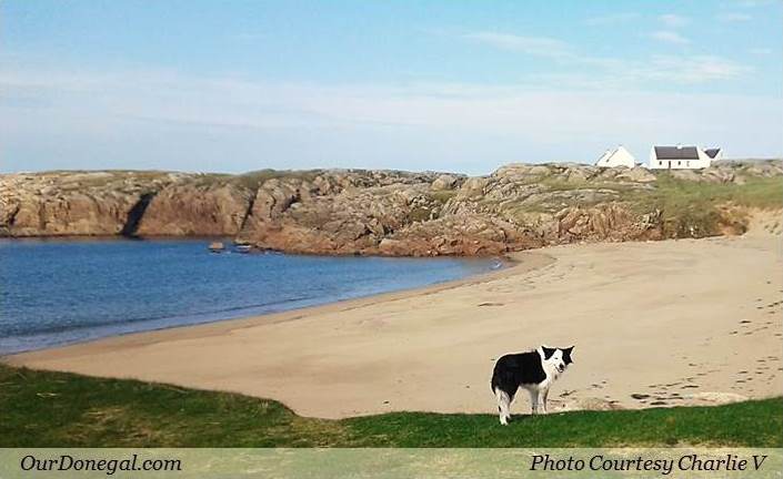 A Friendly Collie Dog On Cruit Island Co Donegal, Ireland (Photo Courtesy Charlie V)