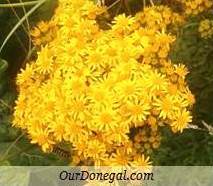 Donegal Autumn Wildflowers:  Ragwort  (Gaelige:  Buachalán Buí)