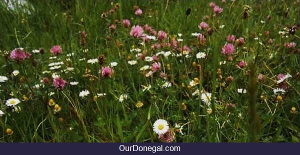 Nóiníní, Seamair Dhearg, (Daisies, Red Clover) Summer Wildflowers Of Donegal