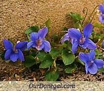 Donegal Spring Wildflowers:  Dog Violet  (Gaelige:  Sailchuach)