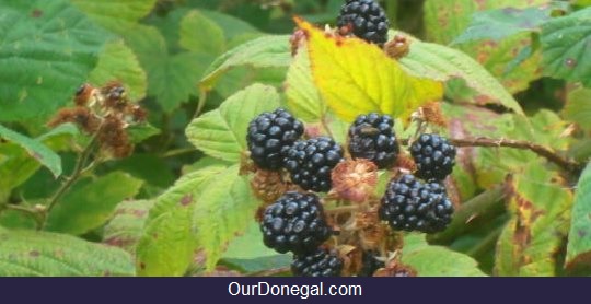 Wild Blackberries Formed Part Of The Mesolithic Diet