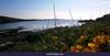 Bird's-Foot Trefoil On Saint John's Point Peninsula